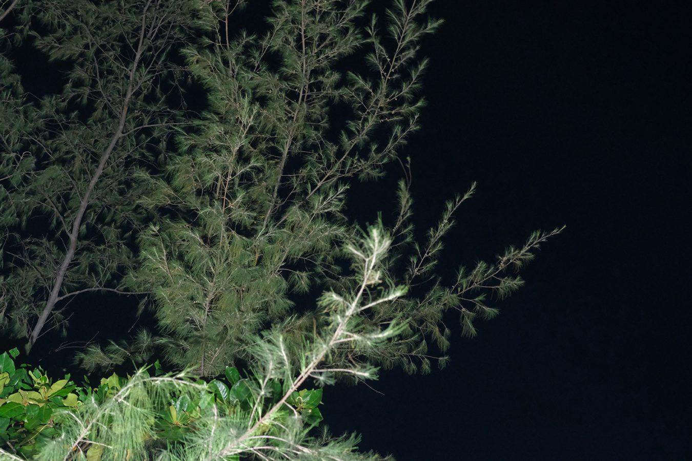 The Spirit of Botany