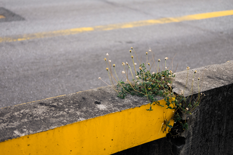 Everyday Psychedelics