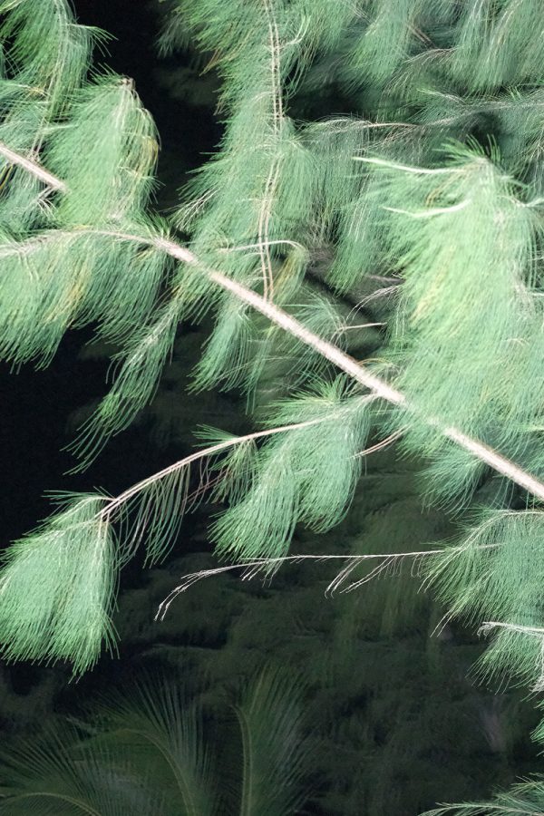 The Spirit of Botany