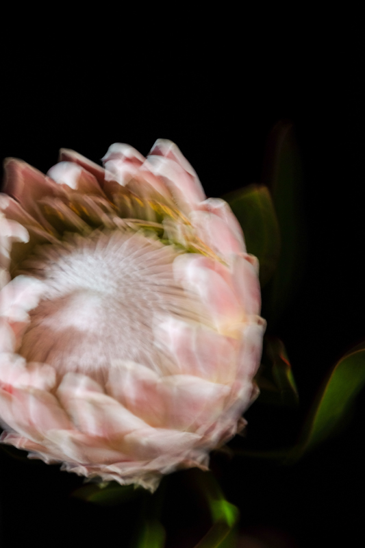 The Spirit of Botany