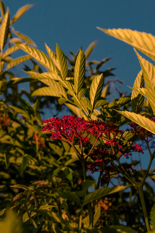 Everyday Psychedelics