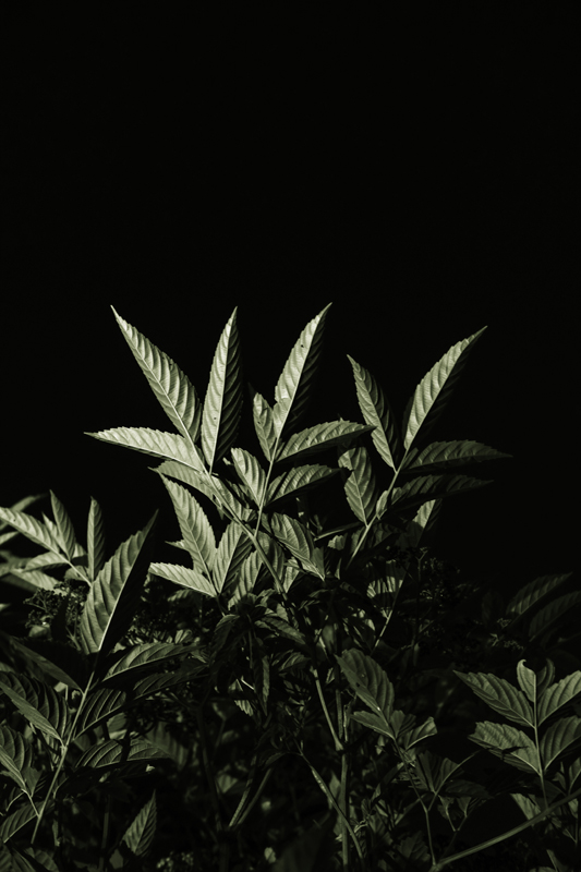 The Spirit of Botany