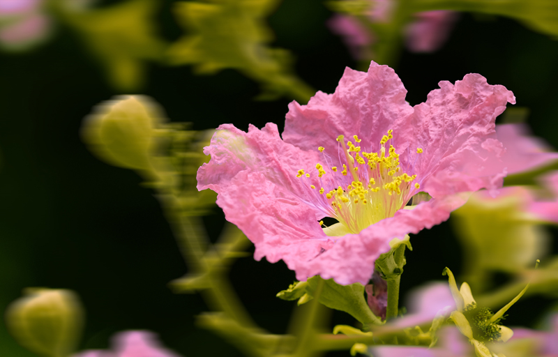 The Spirit of Botany