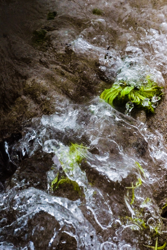 Everyday Psychedelics