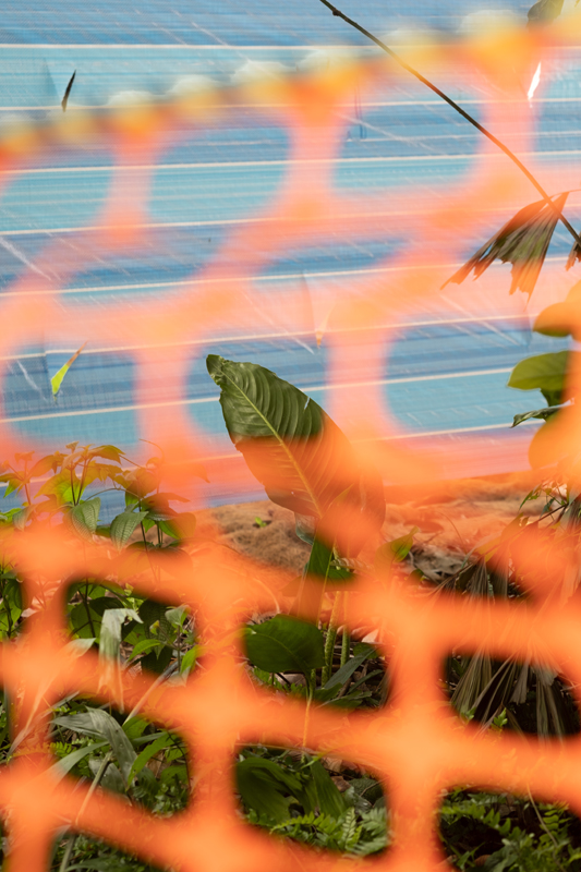 Everyday Psychedelics