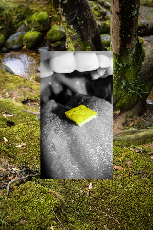 Everyday Psychedelics