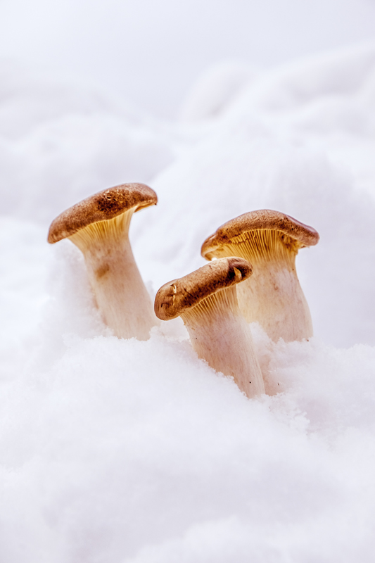 Everyday Psychedelics